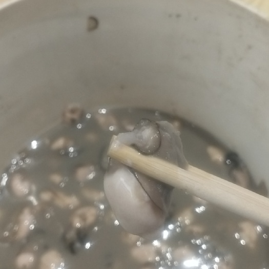 霞浦县本地最强海蛎