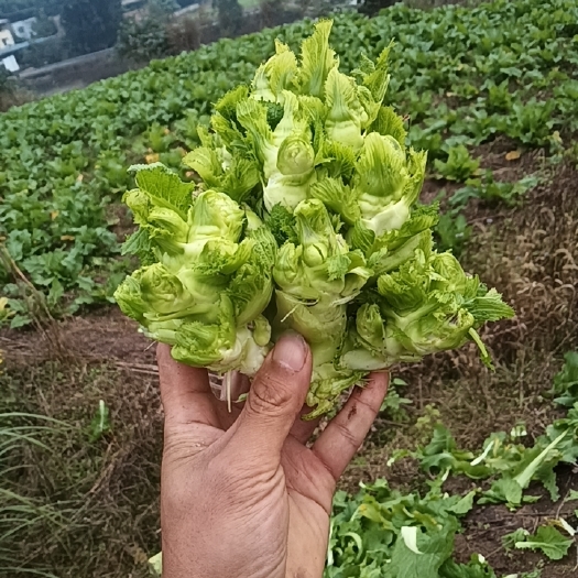 重庆市儿菜小心