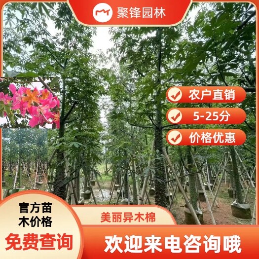 普宁市美丽异木棉