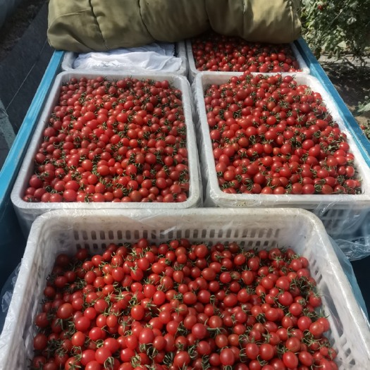 平度市平度玲珑小番茄釜山88圣女果盐碱地种植糖度高口感好