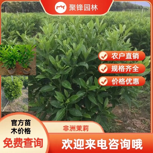 普宁市非洲茉莉球