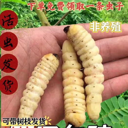 南昌县斗米虫