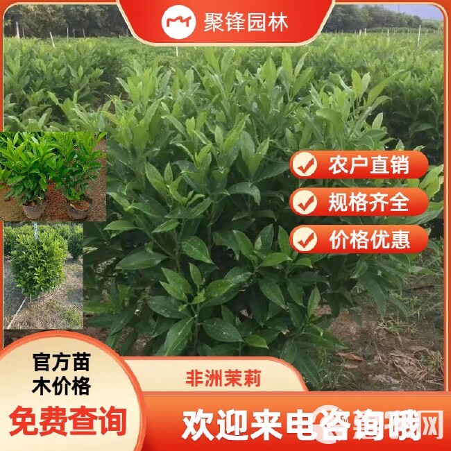 非洲茉莉球