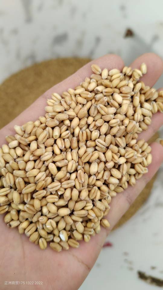 优质高筋小麦，自己种植的。