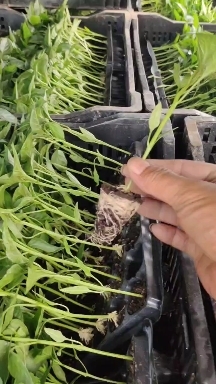 惠州辣椒苗