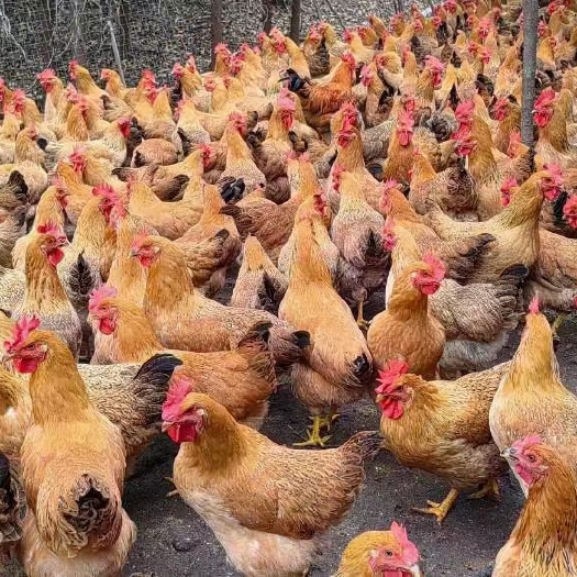 宾阳县三黄鸡，
