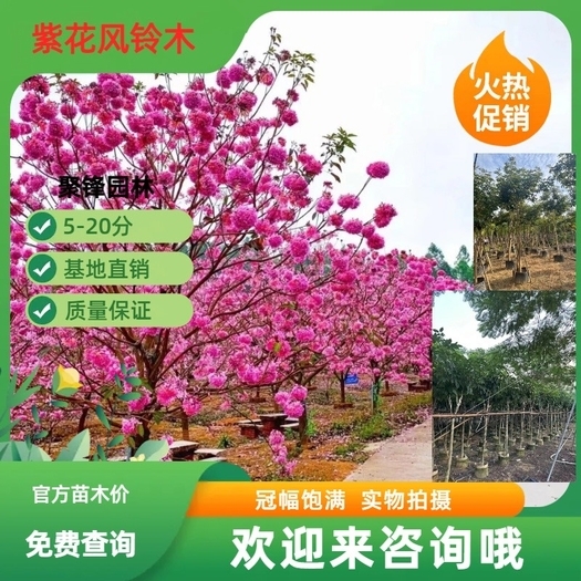 普宁市紫花风铃木