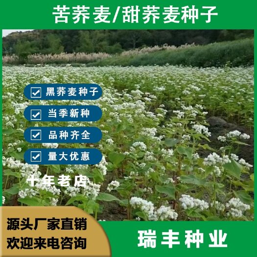 东海县荞麦种子 甜荞麦种子 苦荞麦种子 黑苦荞麦种子，种子批发种子