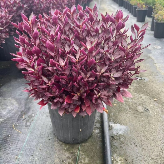 莲子草
