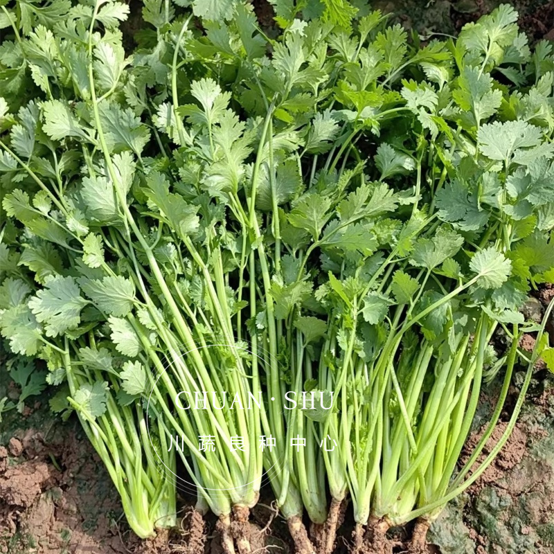 四季香菜种子大叶香菜种子芫须种子耐热香菜种子意大利香菜种籽子