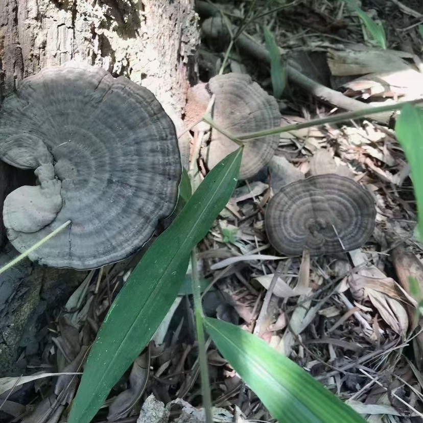 血灵芝云南深山香血灵芝皱盖乌肉黑肉灵芝【支持一件代发各大平台