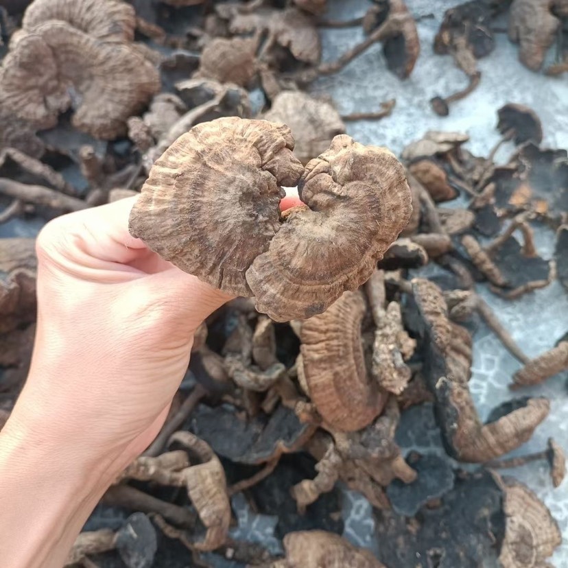 血灵芝云南深山香血灵芝皱盖乌肉黑肉灵芝【支持一件代发各大平台