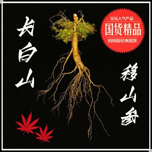通化县长白山鲜移山参