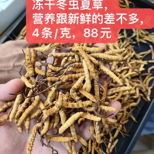 东莞市精选药店同款西藏那曲冬虫夏草