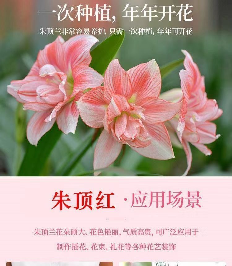 朱顶红重瓣种球荷兰红朱顶红种球特大樱桃妮芙阿弗雷百合