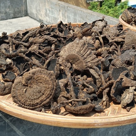 文山市血灵芝云南深山香血灵芝皱盖乌肉黑肉灵芝【支持一件代发各大平台