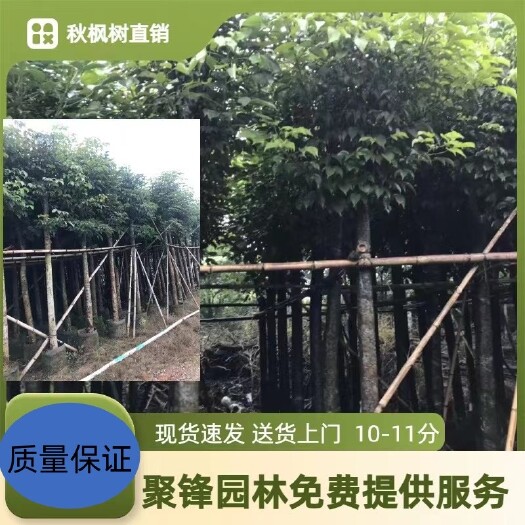普宁市秋枫树（米径10-30分）
