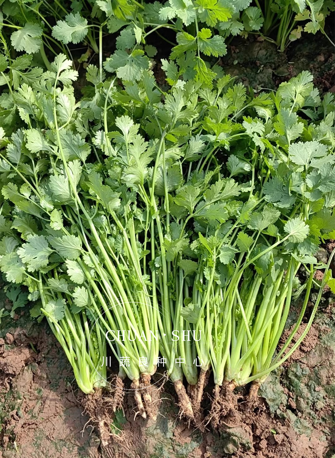 四季香菜种子大叶香菜种子芫须种子耐热香菜种子意大利香菜种籽子