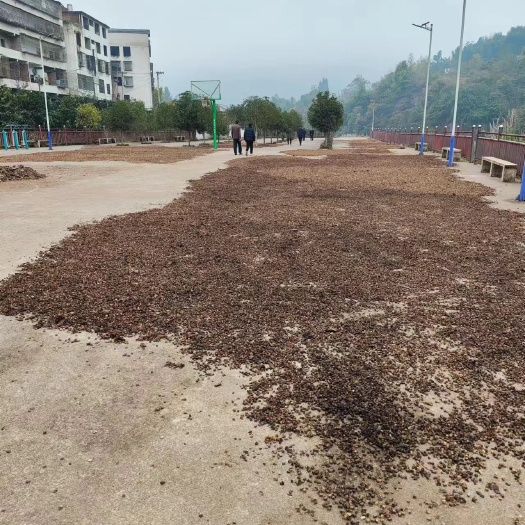 新鲜葛根块