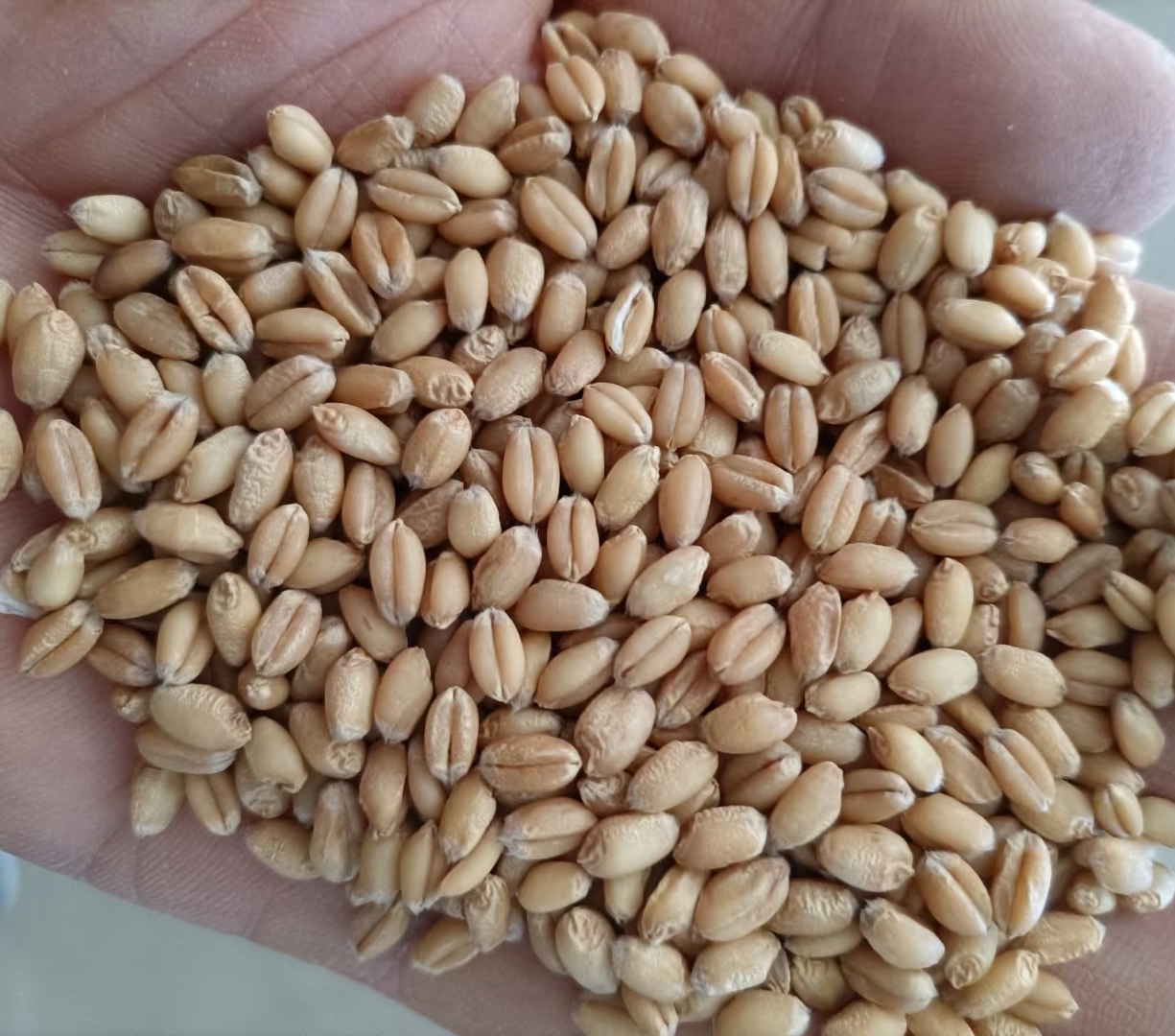 优质高筋小麦，自己种植的。