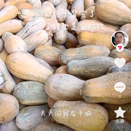 禄劝县今年新出的老南瓜，个大蜜甜！