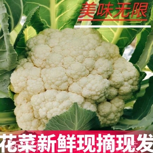 邯郸【现摘现发】花菜新鲜现摘现发应季菜散花椰菜时令蔬菜量大批发