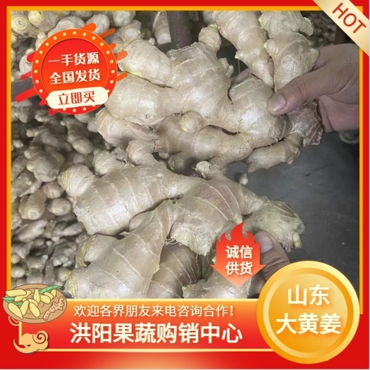 沂水县山东优质大黄姜大量供货，基地直销！