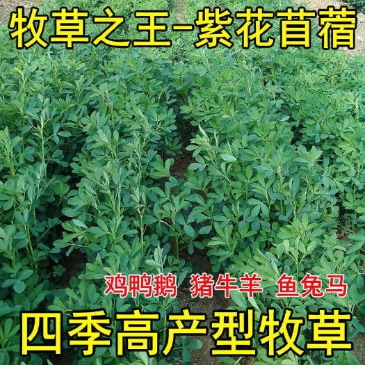 曹县紫花苜蓿草苜蓿草种籽多年生四季养殖喂鸡鸭鹅牛羊鱼草牧草紫花