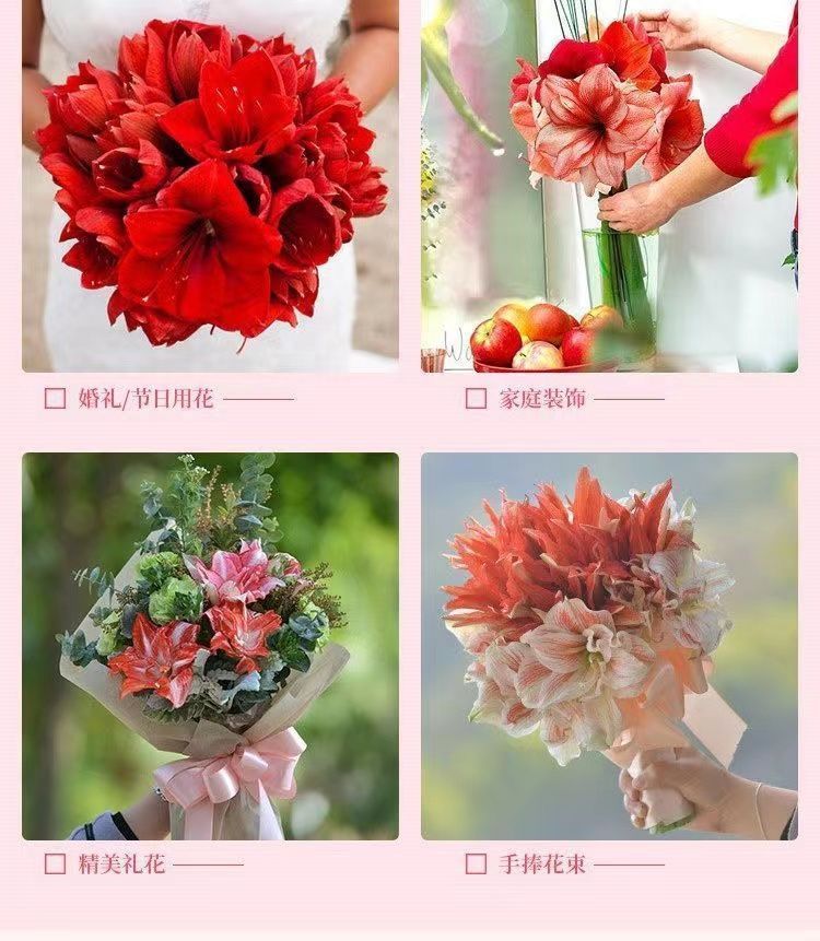 朱顶红重瓣种球荷兰红朱顶红种球特大樱桃妮芙阿弗雷百合