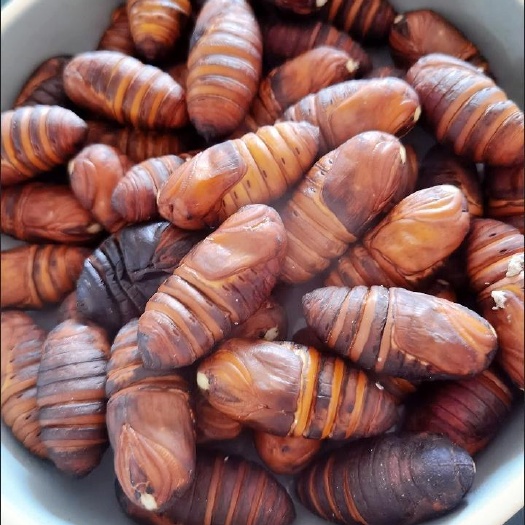 枣庄蚕蛹鲜活包邮4-5cm