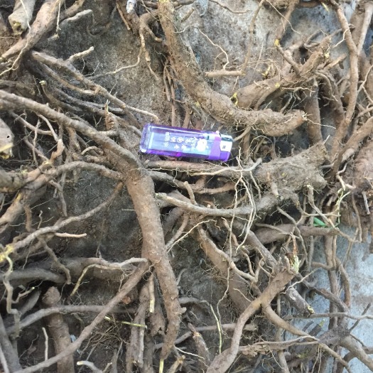 九龙县纯黄芩，道地药材，大量货源