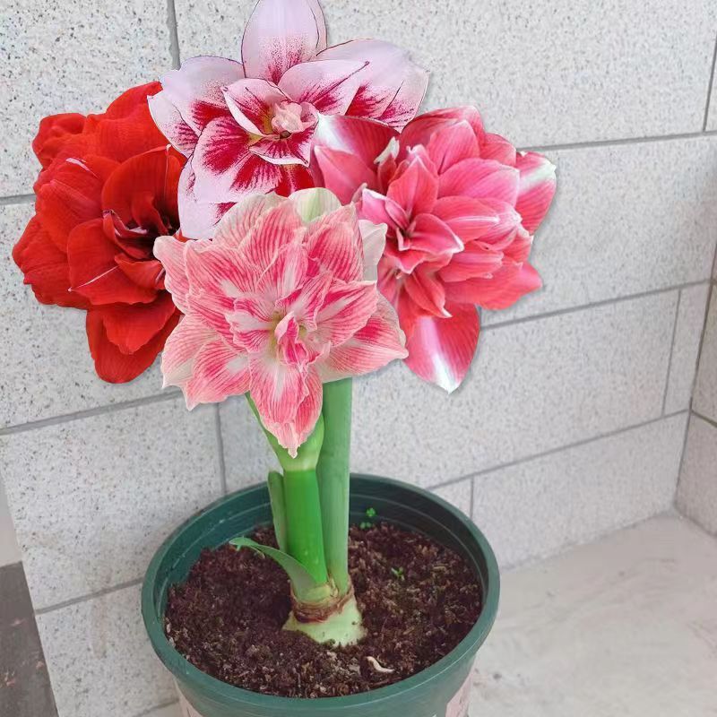 朱顶红重瓣种球荷兰红朱顶红种球特大樱桃妮芙阿弗雷百合