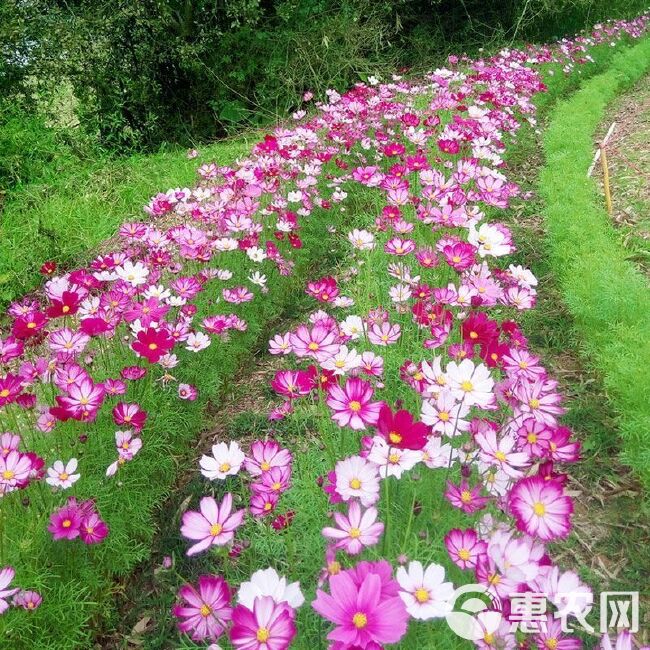 波斯菊花种子格桑花种籽子七彩四季播种开花易活花籽庭院室外种孑