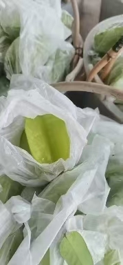 雷州市杨桃