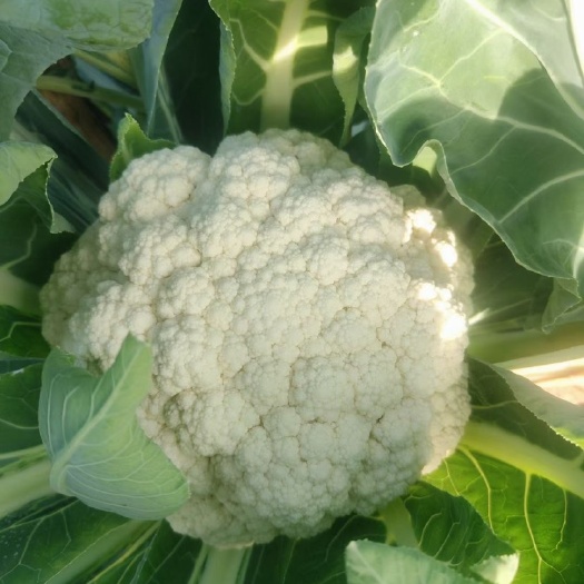长阳县湖北长阳优质白花菜花 整车物流 按需供应 坏损包赔 代发服务