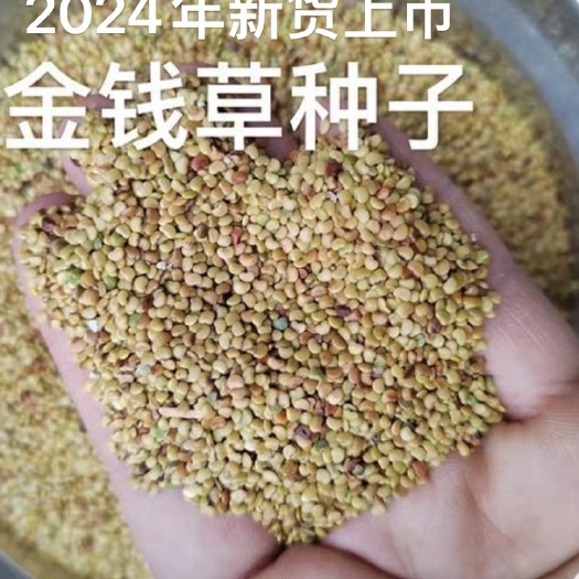 湛江金钱草种子