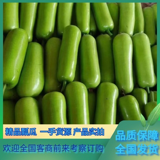 邯郸河北邯郸瓠瓜瓠子瓜短葫芦瓜蒲瓜夜开花现摘现发农家自种批发新鲜