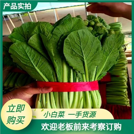 邯郸农家自种绿色春菜/新鲜小青菜清凉解暑小白菜甘甜无渣煲汤腌酸菜