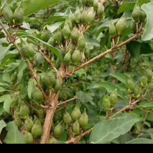 绛县科研5号连翘苗药用三号连翘苗山西连翘老翘最新价格