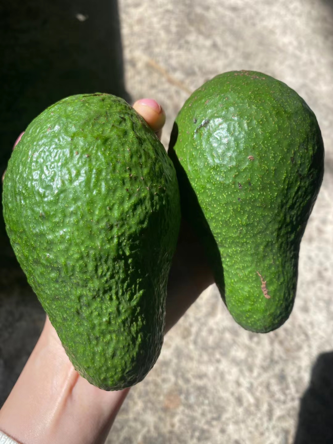 批发云南孟连哈斯牛油果批发口感甜蜜营养丰富森林奶油成熟度高
