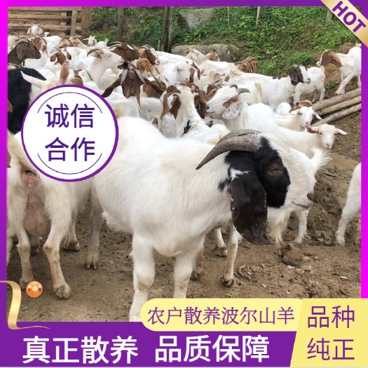 汉中常年放养山羊 草山羊 常年大山里散养 不喂饲料