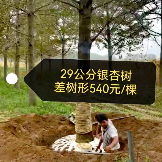 退林树银杏树基地直径32公分银杏树