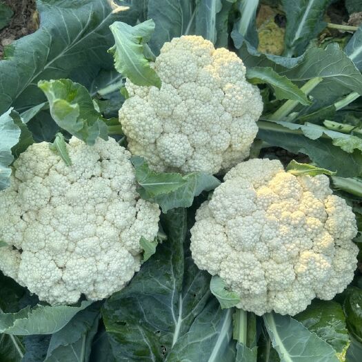 菏泽花菜绿色有花菜西兰花新鲜现货批发散花