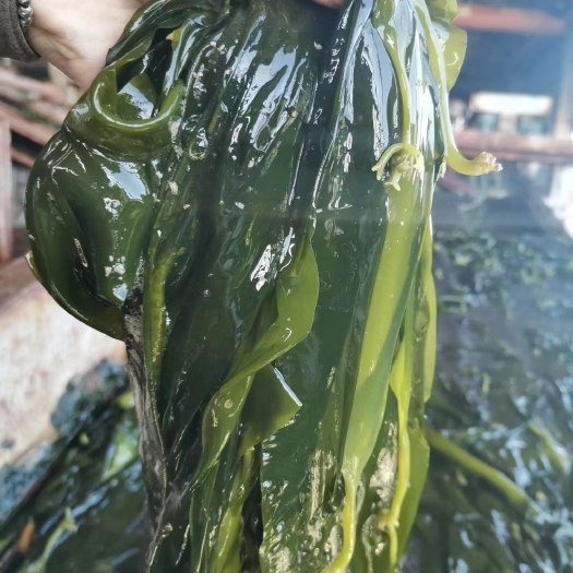 新鲜海带苗