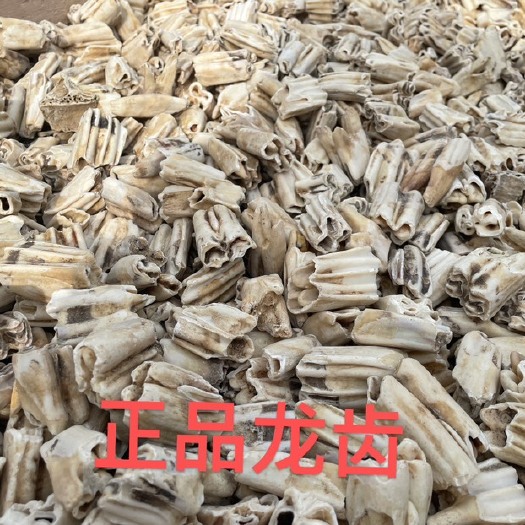 漯河龙齿