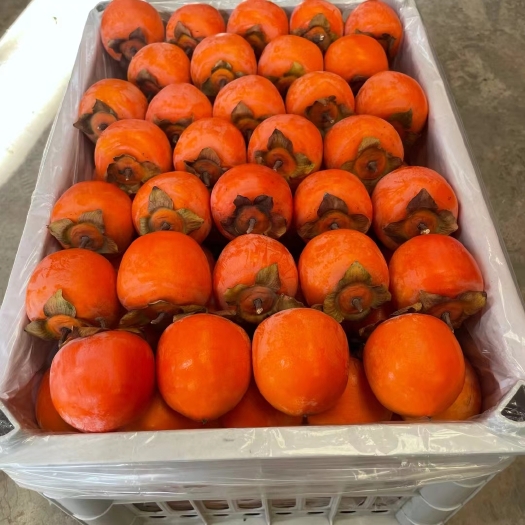大荔县陕西火晶蜜柿火葫芦柿子，吊红，阳丰脆柿子大量有货需要可以合作