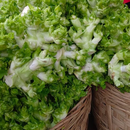 简阳市儿菜