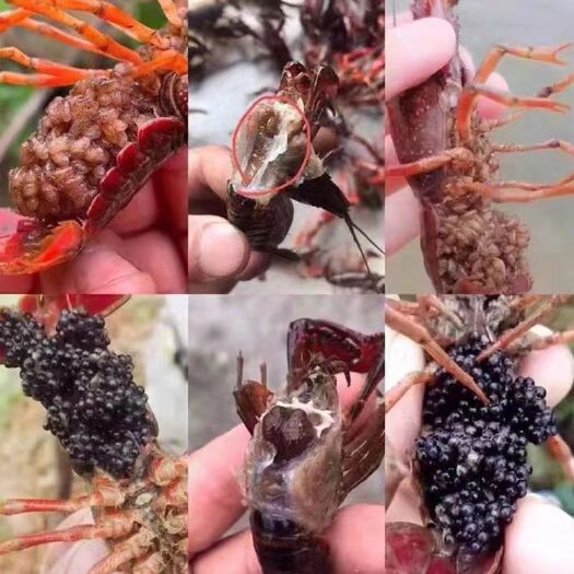 连云港种虾，虾苗，成品虾，各种规格，欢迎各位老板咨询