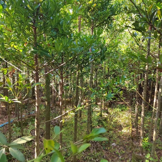 桂林竹柏