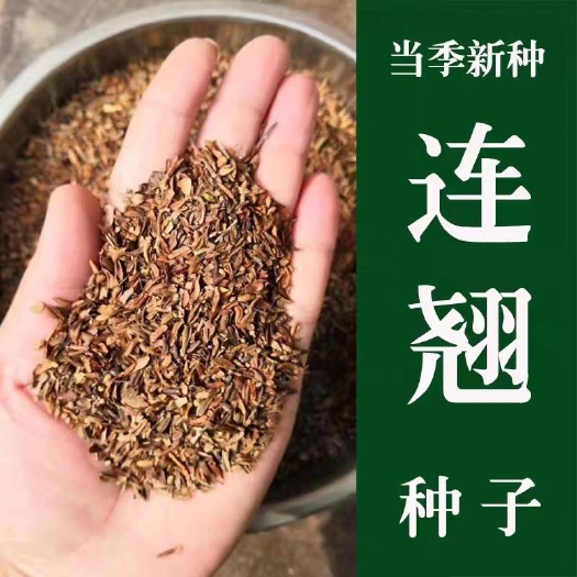 连翘苗种子，品种连翘苗种子，科研5号连翘苗种子